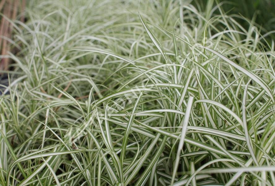 Ostřice muskingumská 'Bicolor Fountain' - Carex muskingumensis 'Bicolor Fountain'