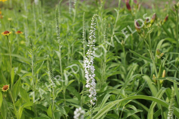 Rozrazil dlouholistý 'Schneeriesin' - Veronica longifolia 'Schneeriesin'