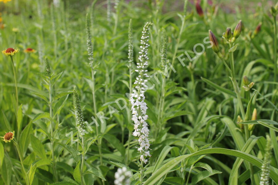 Rozrazil dlouholistý 'Schneeriesin' - Veronica longifolia 'Schneeriesin'