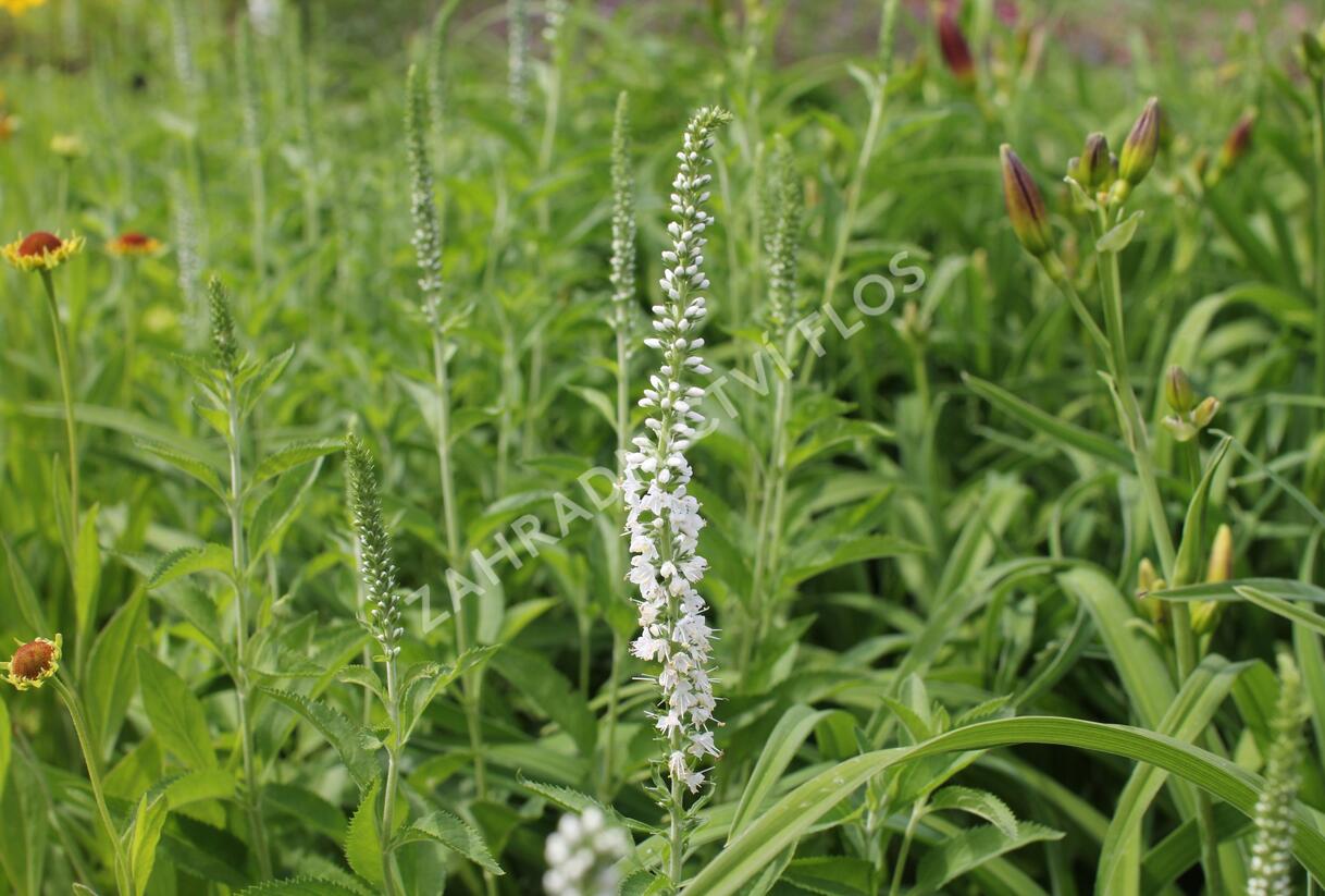 Rozrazil dlouholistý 'Schneeriesin' - Veronica longifolia 'Schneeriesin'
