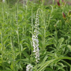 Rozrazil dlouholistý 'Schneeriesin' - Veronica longifolia 'Schneeriesin'