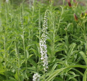 Rozrazil dlouholistý 'Schneeriesin' - Veronica longifolia 'Schneeriesin'