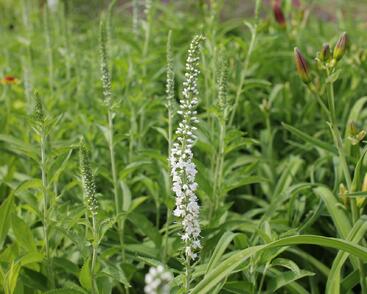 Rozrazil dlouholistý 'Schneeriesin'