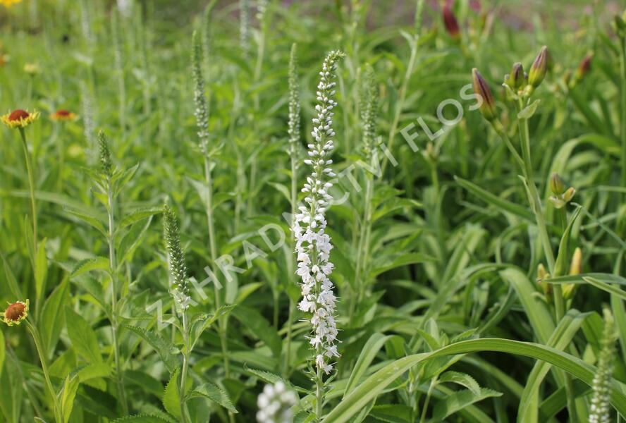 Rozrazil dlouholistý 'Schneeriesin' - Veronica longifolia 'Schneeriesin'