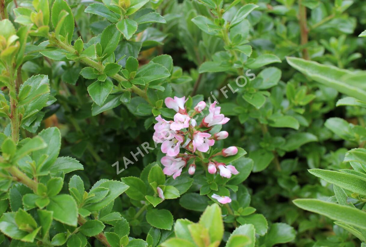 Zábluda 'Apple Blossom' - Escallonia 'Apple Blossom'