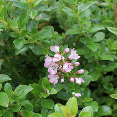 Zábluda 'Apple Blossom' - Escallonia 'Apple Blossom'