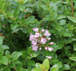 Zábluda 'Apple Blossom' - Escallonia 'Apple Blossom'