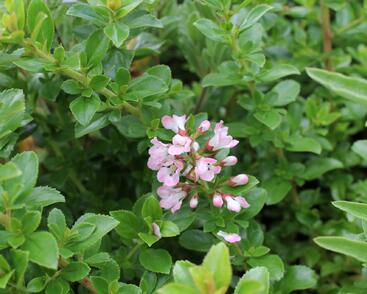 Zábluda 'Apple Blossom'