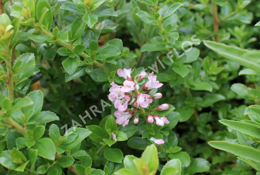 Zábluda 'Apple Blossom' - Escallonia 'Apple Blossom'