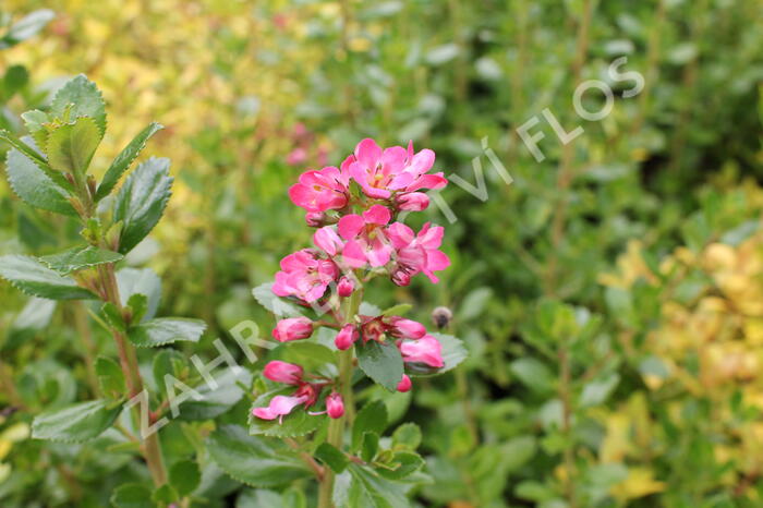 Zábluda 'Pride of Donard' - Escallonia 'Pride of Donard'