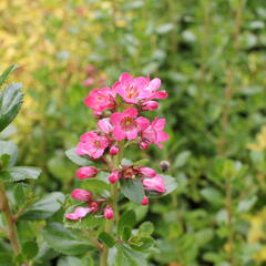 Zábluda 'Pride of Donard' - Escallonia 'Pride of Donard'