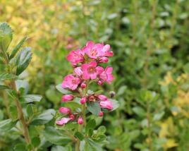 Zábluda 'Pride of Donard'