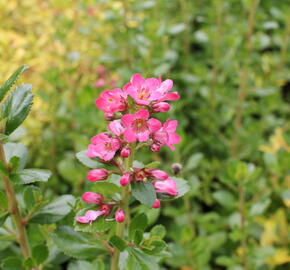 Zábluda 'Pride of Donard' - Escallonia 'Pride of Donard'