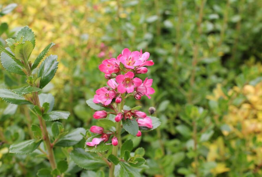 Zábluda 'Pride of Donard' - Escallonia 'Pride of Donard'