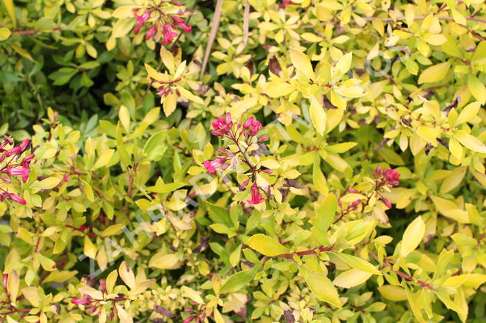 Zábluda 'Golden Carpet' - Escallonia 'Golden Carpet'