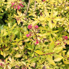 Zábluda 'Golden Carpet' - Escallonia 'Golden Carpet'