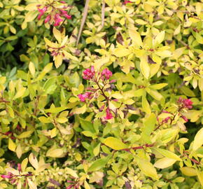 Zábluda 'Golden Carpet' - Escallonia 'Golden Carpet'