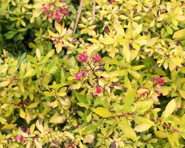 Zábluda 'Golden Carpet'