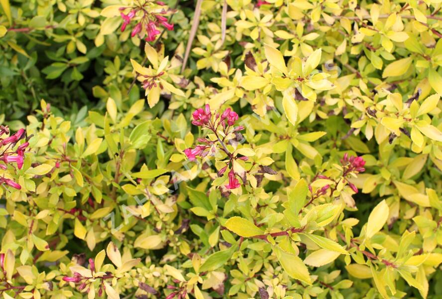 Zábluda 'Golden Carpet' - Escallonia 'Golden Carpet'
