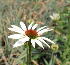 Třapatkovka nachova 'Pretty Parasols' - Echinacea purpurea 'Pretty Parasols'