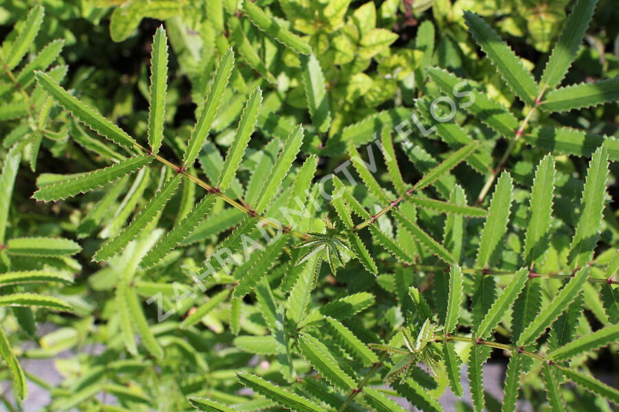 Krvavec toten 'Scapino' - Sanguisorba officinalis 'Scapino'