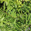 Krvavec toten 'Scapino' - Sanguisorba officinalis 'Scapino'