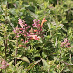 Agastache 'Mango Tango' - Agastache hybrida 'Mango Tango'