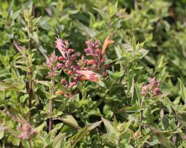 Agastache 'Mango Tango'