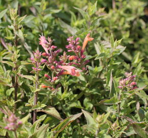 Agastache 'Mango Tango' - Agastache hybrida 'Mango Tango'