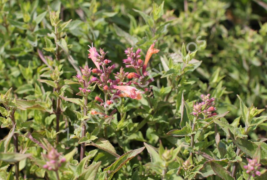 Agastache 'Mango Tango' - Agastache hybrida 'Mango Tango'