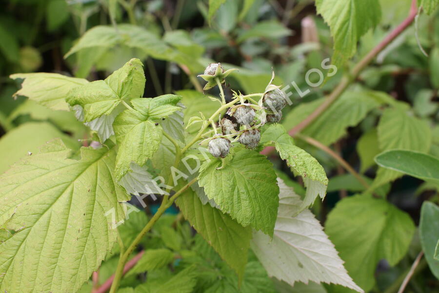 Maliník remontantní 'Autumn Amber' - Rubus idaeus 'Autumn Amber'