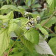 Maliník remontantní 'Autumn Amber' - Rubus idaeus 'Autumn Amber'
