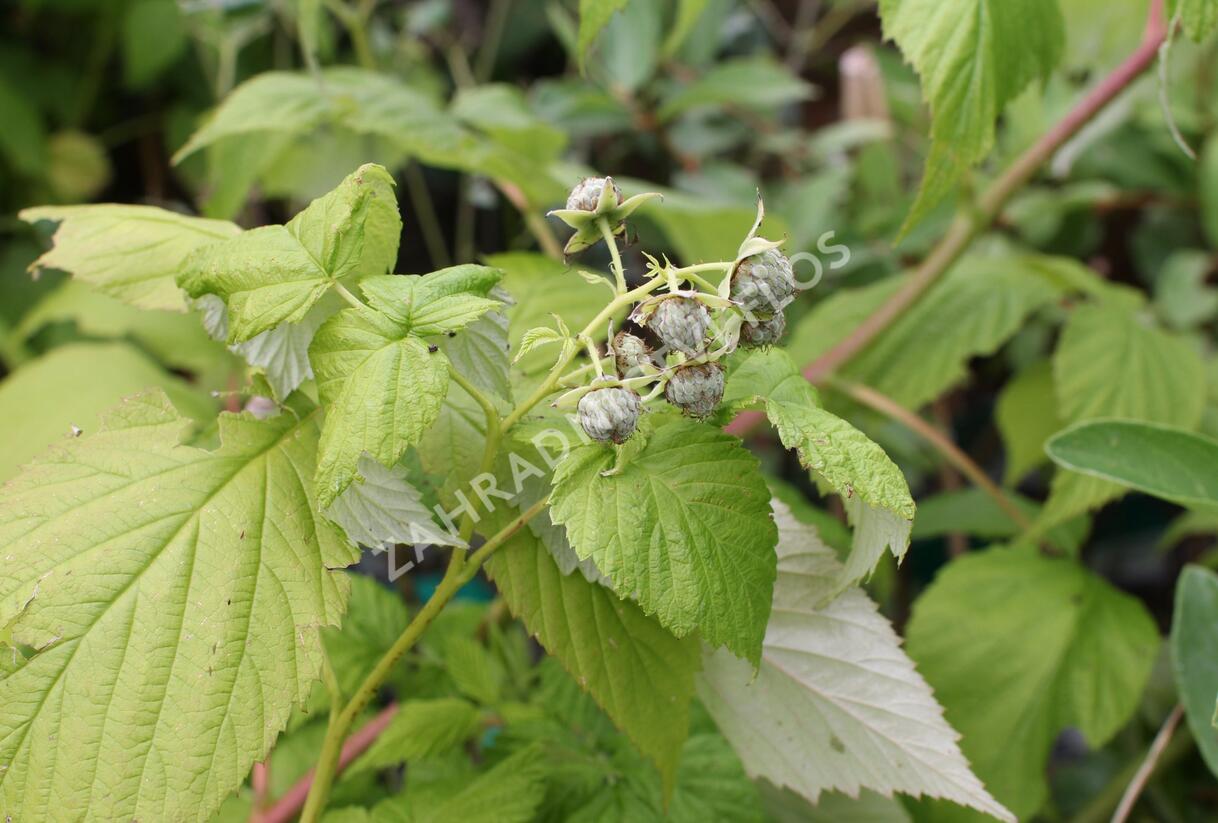 Maliník remontantní 'Autumn Amber' - Rubus idaeus 'Autumn Amber'
