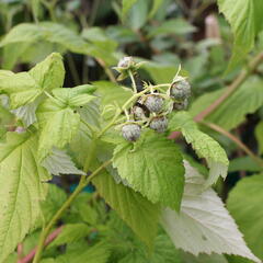 Maliník remontantní 'Autumn Amber' - Rubus idaeus 'Autumn Amber'