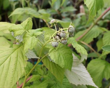 Maliník remontantní 'Autumn Amber'
