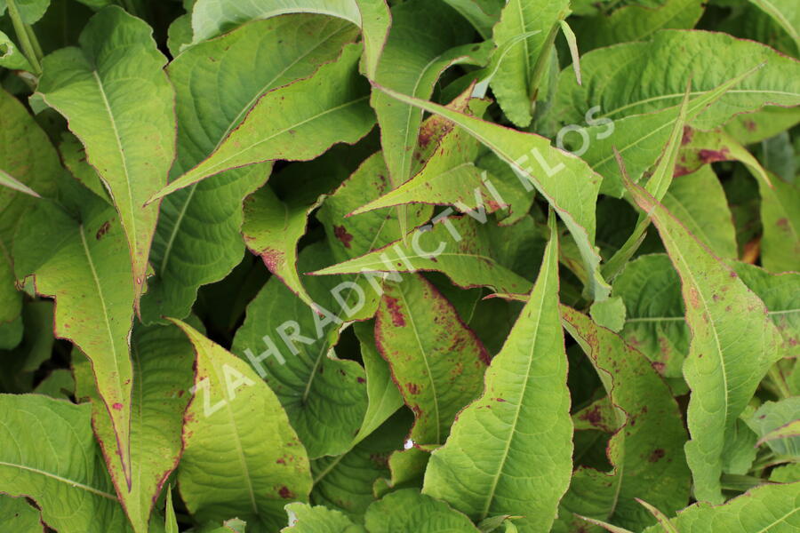 Rdesno objímavé 'Fascination' - Bistorta amplexicaulis 'Fascination'