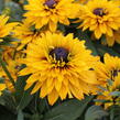 Třapatka 'Summerdaisy's Double Gold' - Rudbeckia hybrida 'Summerdaisy's Double Gold'