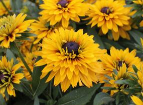 Třapatka 'Summerdaisy's Double Gold' - Rudbeckia hybrida 'Summerdaisy's Double Gold'