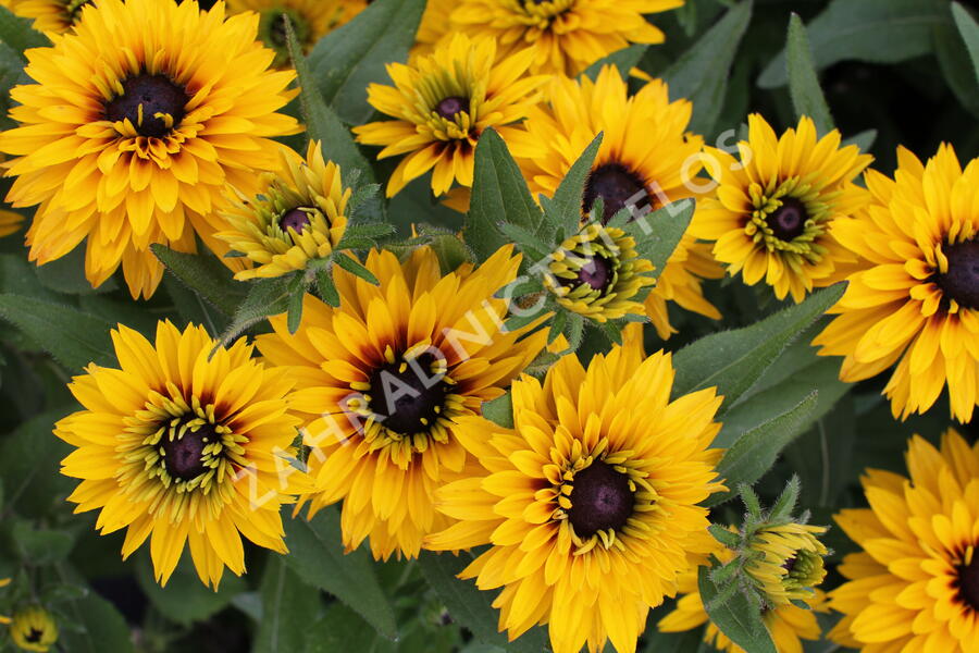 Třapatka 'Summerdaisy's Double Gold' - Rudbeckia hybrida 'Summerdaisy's Double Gold'