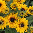 Třapatka 'Summerdaisy's Double Gold' - Rudbeckia hybrida 'Summerdaisy's Double Gold'