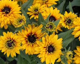 Třapatka 'Summerdaisy's Double Gold'