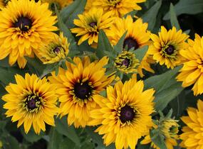 Třapatka 'Summerdaisy's Double Gold' - Rudbeckia hybrida 'Summerdaisy's Double Gold'