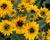 Třapatka 'Summerdaisy's Double Gold'