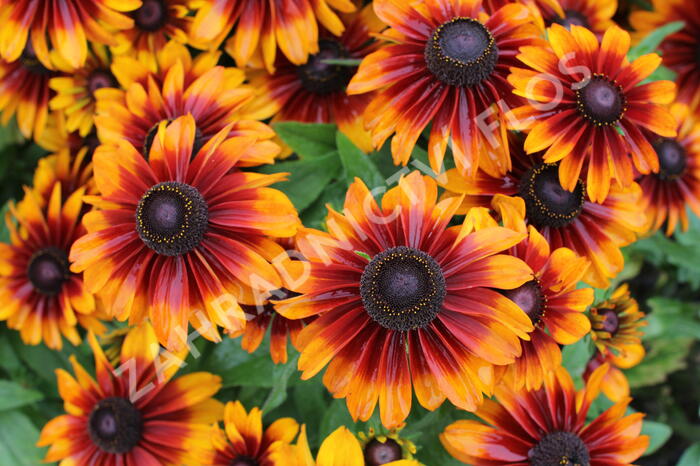 Třapatka 'Summerdaisy's Bronze Bicolor' - Rudbeckia hybrida 'Summerdaisy's Bronze Bicolor'