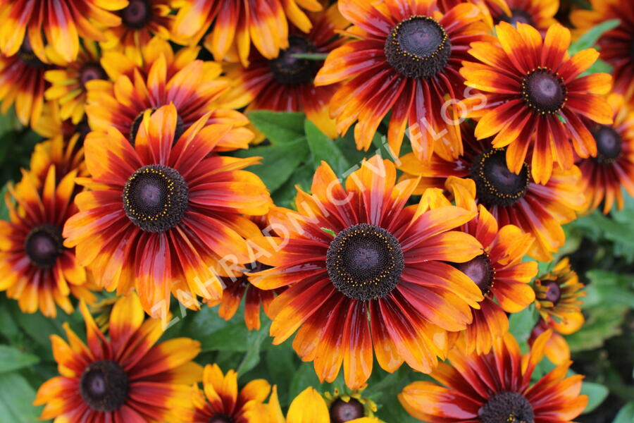 Třapatka 'Summerdaisy's Bronze Bicolor' - Rudbeckia hybrida 'Summerdaisy's Bronze Bicolor'