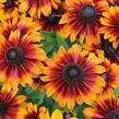 Třapatka 'Summerdaisy's Bronze Bicolor' - Rudbeckia hybrida 'Summerdaisy's Bronze Bicolor'