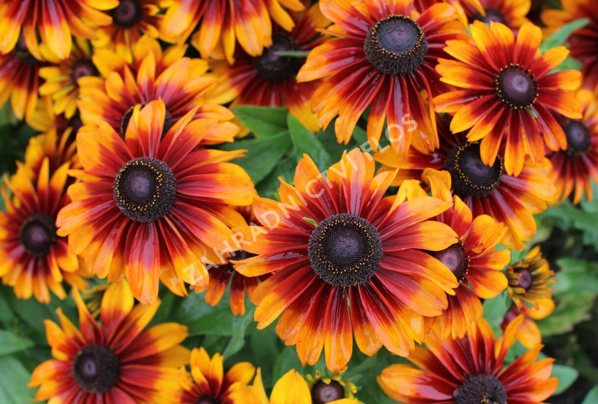 Třapatka 'Summerdaisy's Bronze Bicolor' - Rudbeckia hybrida 'Summerdaisy's Bronze Bicolor'