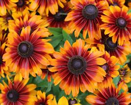 Třapatka 'Summerdaisy's Bronze Bicolor'
