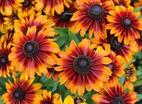 Třapatka 'Summerdaisy's Bronze Bicolor' - Rudbeckia hybrida 'Summerdaisy's Bronze Bicolor'