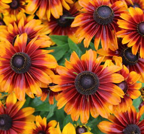 Třapatka 'Summerdaisy's Bronze Bicolor' - Rudbeckia hybrida 'Summerdaisy's Bronze Bicolor'